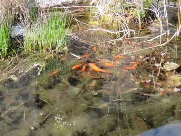 maison-8-pieces-thermes-magnoac-65230-1742484