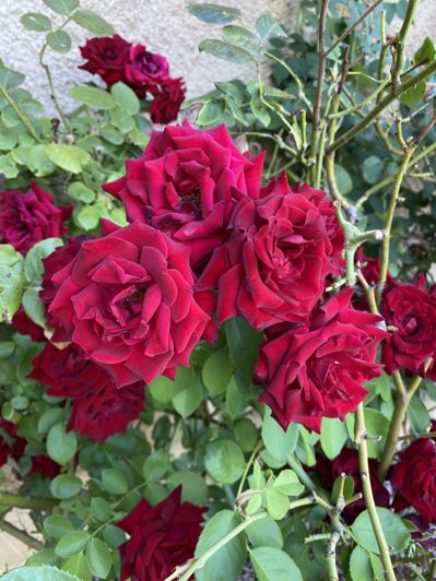 Image No.17-7 Bed House for sale