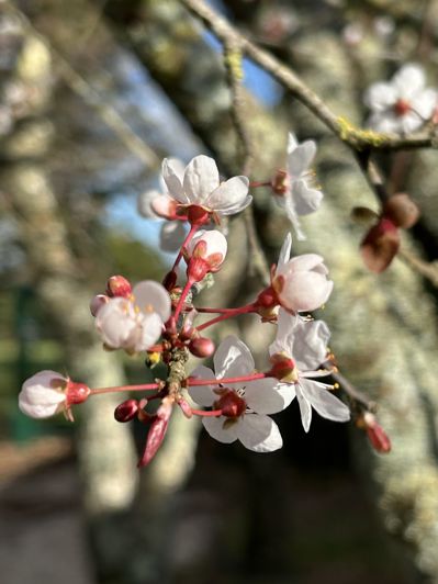 Image No.20-7 Bed House for sale