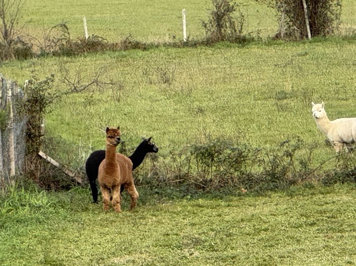 Image No.44-Maison de 6 chambres à vendre à Vic-en-Bigorre