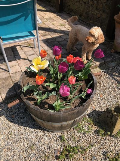 Image No.58-Maison de 6 chambres à vendre à Vic-en-Bigorre