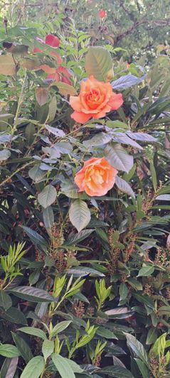 Image No.59-Maison de 4 chambres à vendre à Plaisance