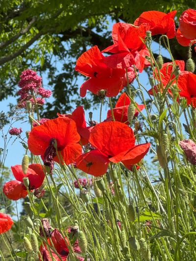 Image No.57-Propriété de 11 chambres à vendre à Lectoure