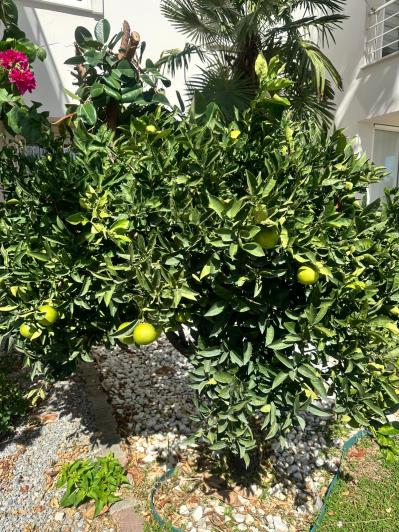 Image No.11-3 Bed Duplex for sale