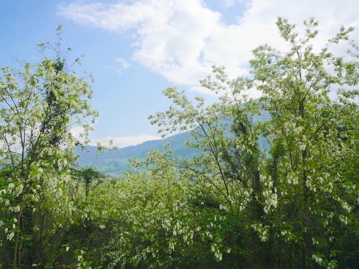 Image No.27-5 Bed House for sale