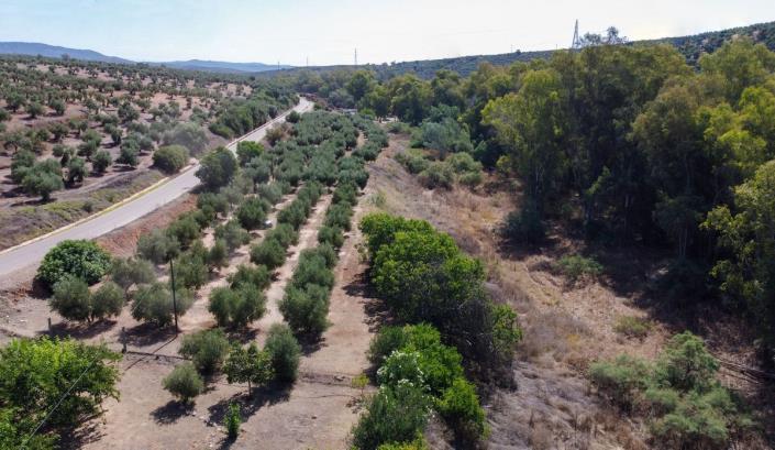 Image No.19-Maison de campagne de 3 chambres à vendre à Marmolejo
