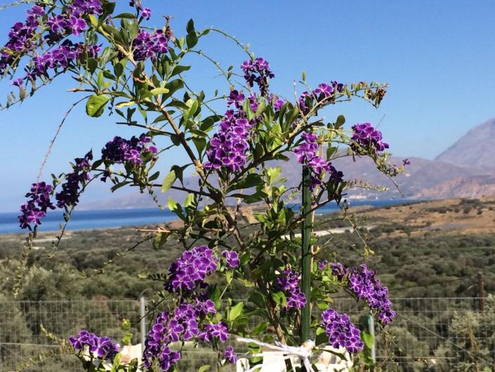 Image No.2-Villa de 2 chambres à vendre à Kamilari