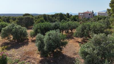 Land-in-Akrotiri-Chania-Crete-for-sale--8-