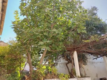 Stone-house-for-sale-in-Chania-Crete--4-