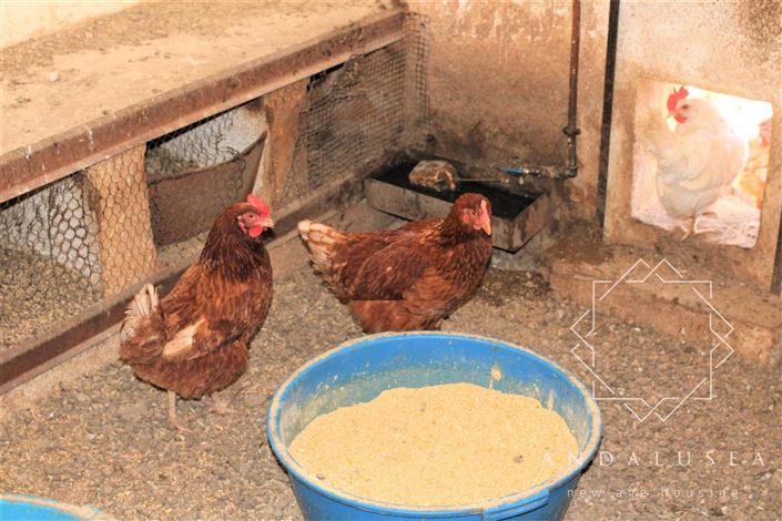 Image No.45-Propriété de 5 chambres à vendre à Fondón