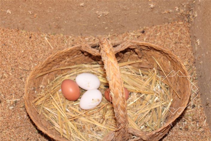 Image No.46-Propriété de 5 chambres à vendre à Fondón