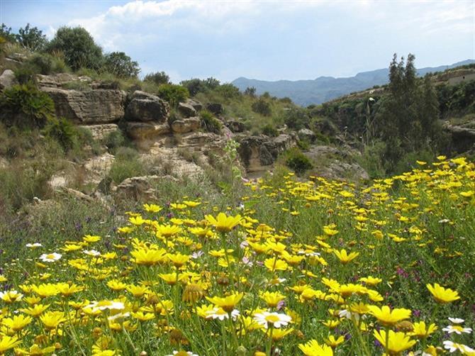 Image No.12-Terre à vendre à Turre