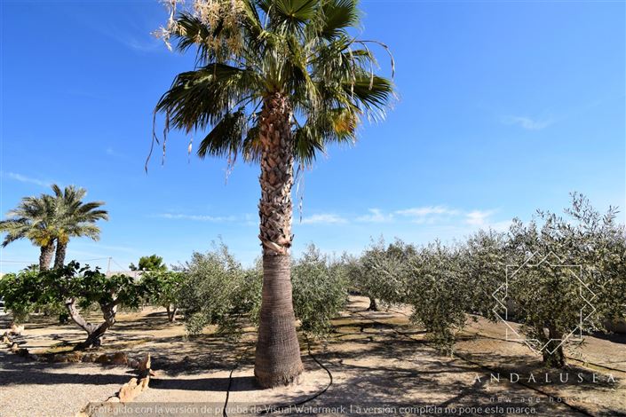 Image No.60-Propriété de 3 chambres à vendre à Turre
