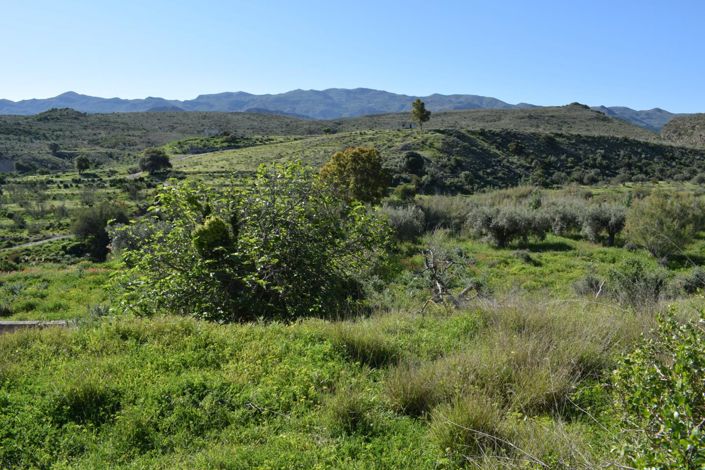 Image No.3-Terre à vendre à Los Gallardos