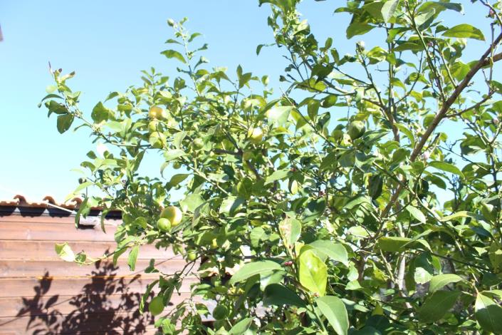 Image No.39-Terre de 5 chambres à vendre à Sellia