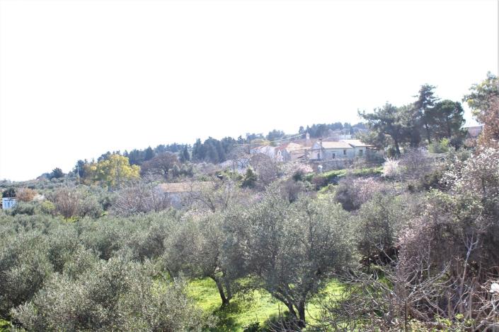 Image No.41-Terre de 5 chambres à vendre à Sellia