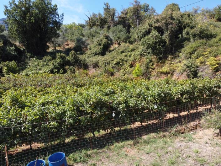 Image No.40-Maison / Villa de 2 chambres à vendre à Apokoronas