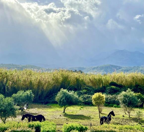Image No.19-Villa de 3 chambres à vendre à Armeni