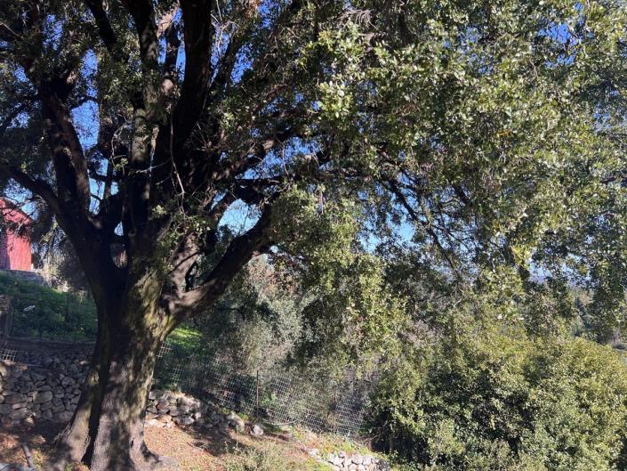 Image No.19-Villa de 2 chambres à vendre à Tzitzifes