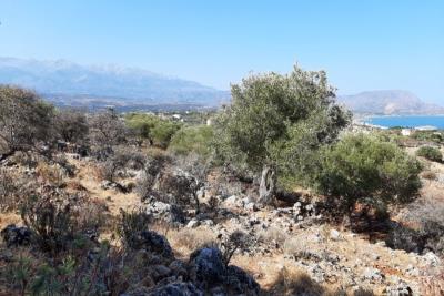 Project-For-Sale-In-Kokkino-Chorio--IMG-20250825-WA0010