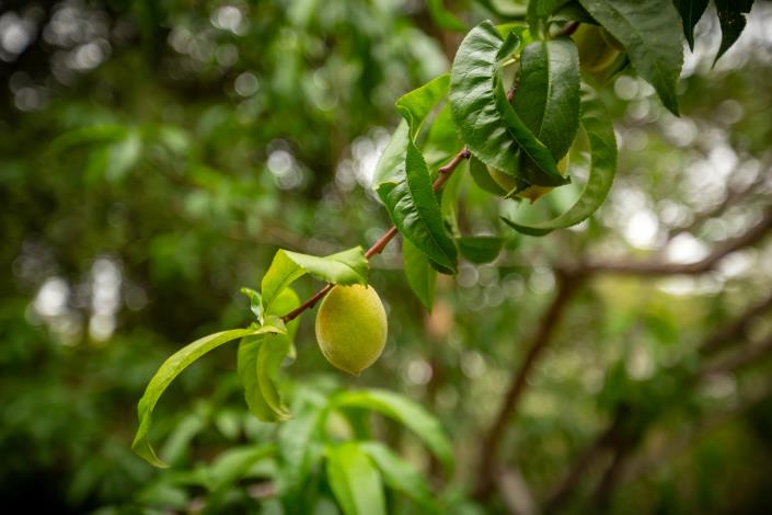 Image No.39-4 Bed Villa for sale