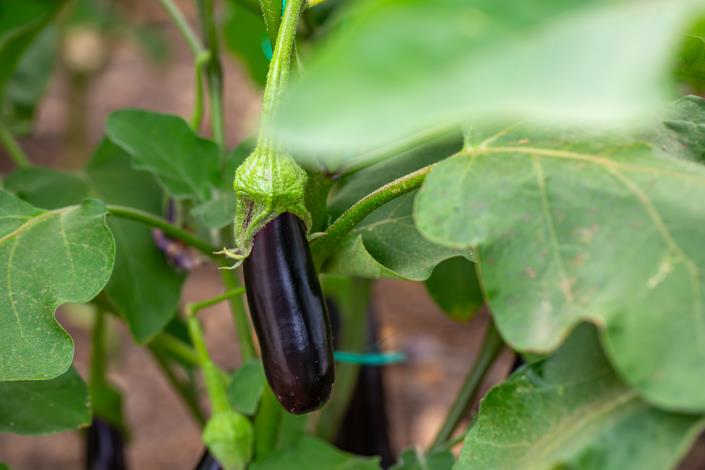 Image No.49-4 Bed Villa for sale