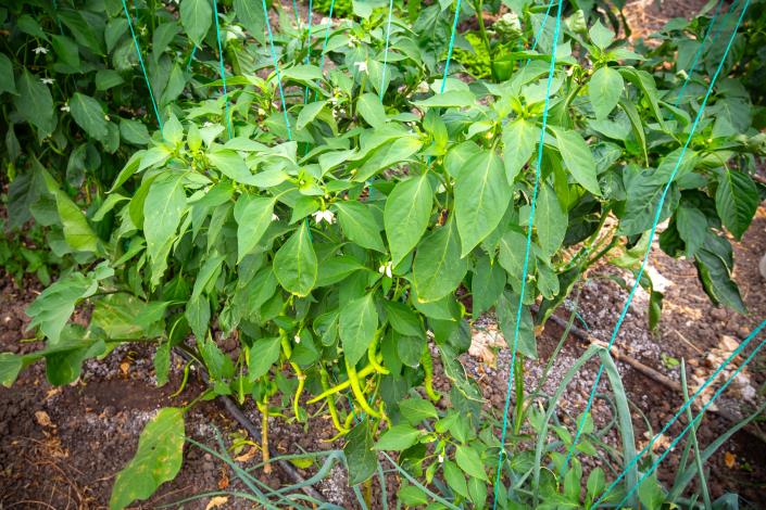 Image No.51-4 Bed Villa for sale