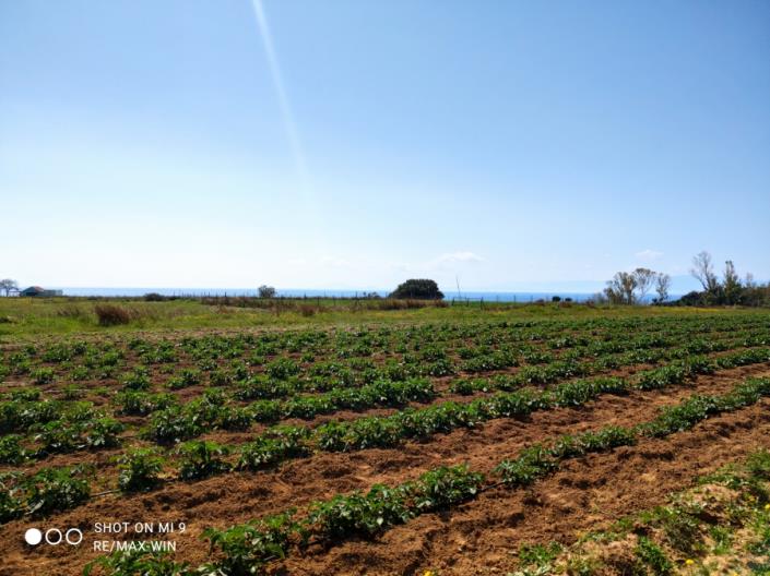 Image No.4-Terre à vendre à Skala