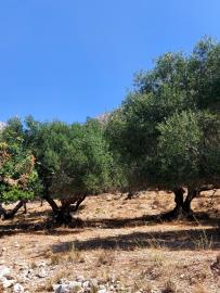 263060_p1gaqkd7dir72fqp1l1h149c1bv88