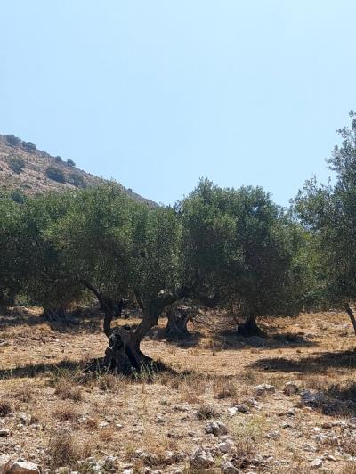 Image No.5-Terrain à vendre à Kourouklata