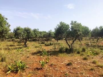 300276_p1hb5pron0b8v1t2fhn5ff01279b