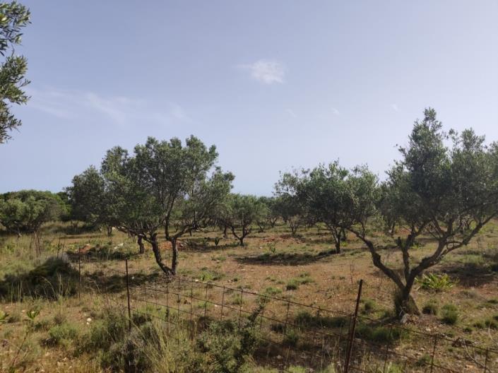 Image No.5-Terre à vendre à Chavriata