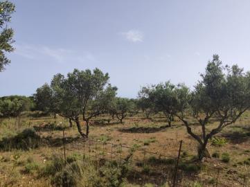 300276_p1hb5pron0jocgl4e0l1h1sdpad