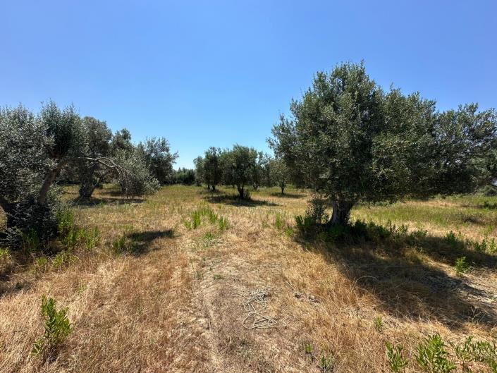 Image No.3-Terre à vendre à Svoronata