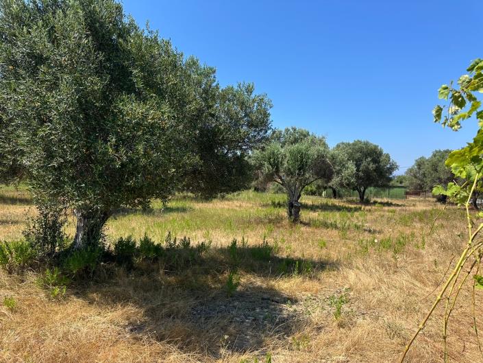 Image No.5-Terre à vendre à Svoronata