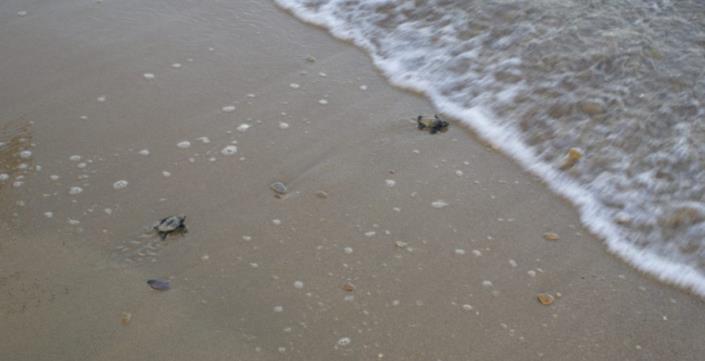 Image No.34-Un hôtel à vendre à Minies