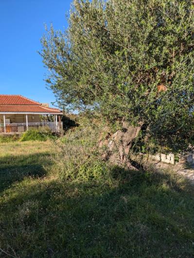 Image No.6-Terre à vendre à Skineas