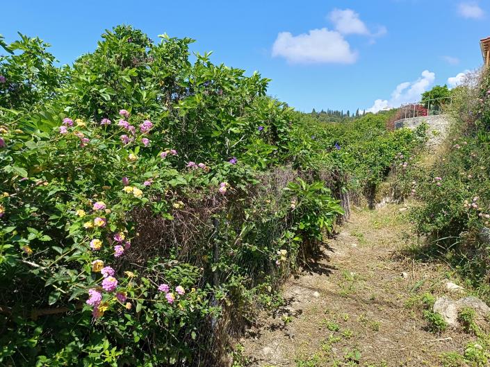 Image No.25-Terre à vendre à Domata