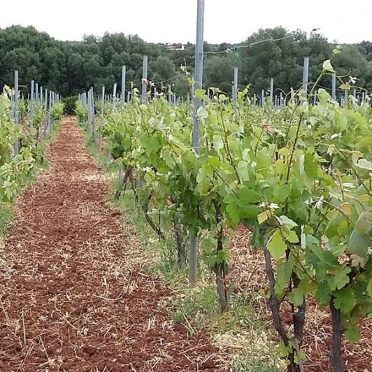 Image No.2-Vignoble à vendre à Matzavinata