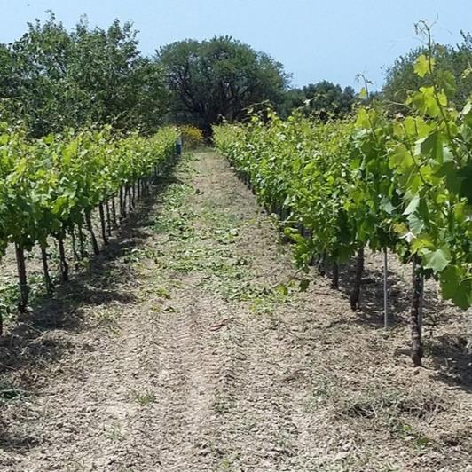 Image No.3-Vignoble à vendre à Matzavinata