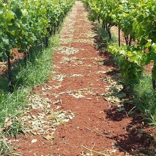 Image No.4-Vignoble à vendre à Matzavinata