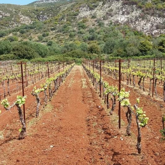 Image No.5-Vignoble à vendre à Matzavinata