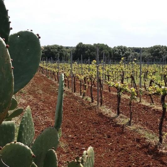 Image No.6-Vignoble à vendre à Matzavinata