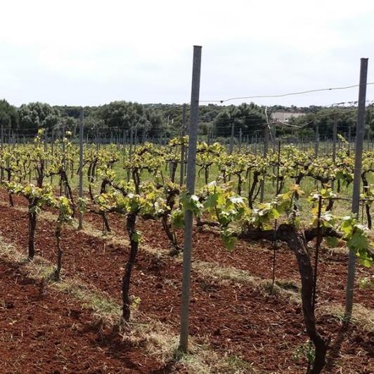 Image No.7-Vignoble à vendre à Matzavinata