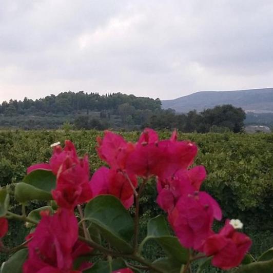 Image No.8-Vignoble à vendre à Matzavinata
