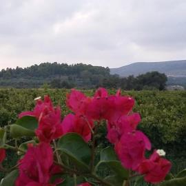 boiukavilia-ampelonas