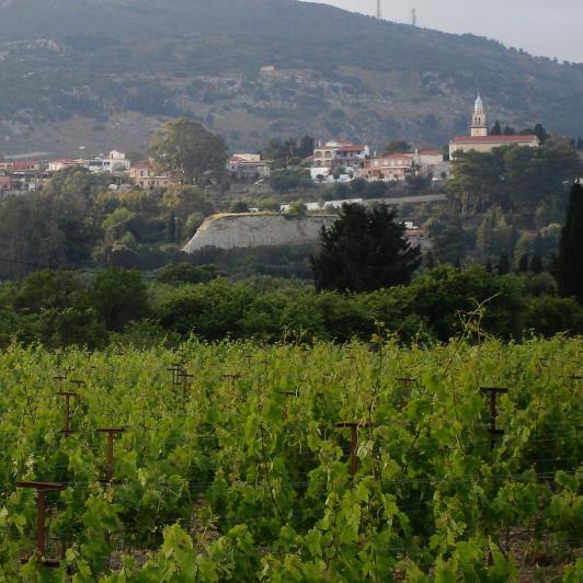 Image No.14-Vignoble à vendre à Matzavinata