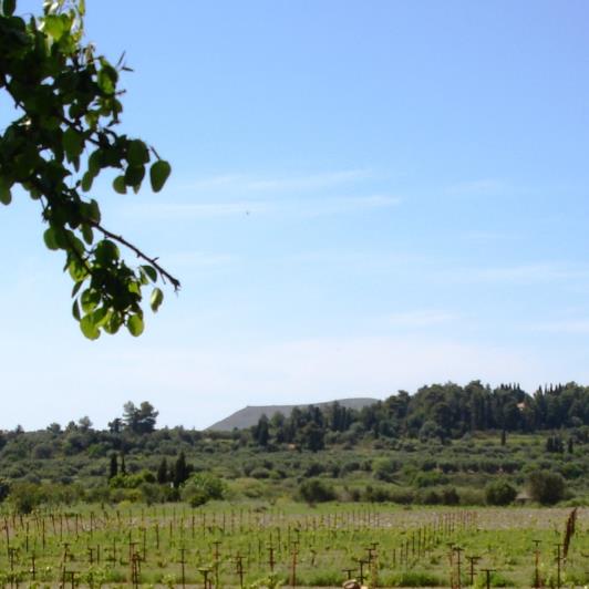 Image No.16-Vignoble à vendre à Matzavinata