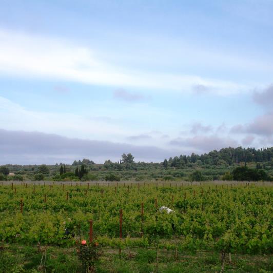 Image No.17-Vignoble à vendre à Matzavinata