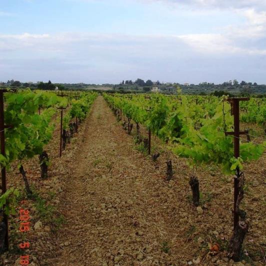 Image No.18-Vignoble à vendre à Matzavinata